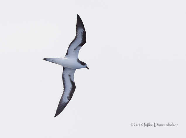 Hawaiian Petrel (Pterodroma sandwichensis) photo