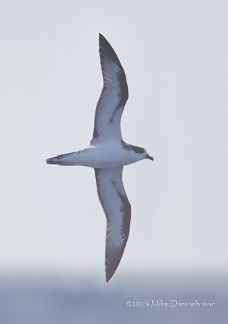 Hawaiian Petrel (Pterodroma sandwichensis) photo