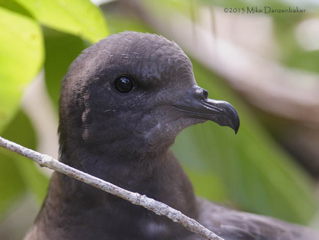 Henderson Petrel (Pterodroma atrata) photo