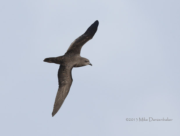 Henderson Petrel (Pterodroma atrata) photo