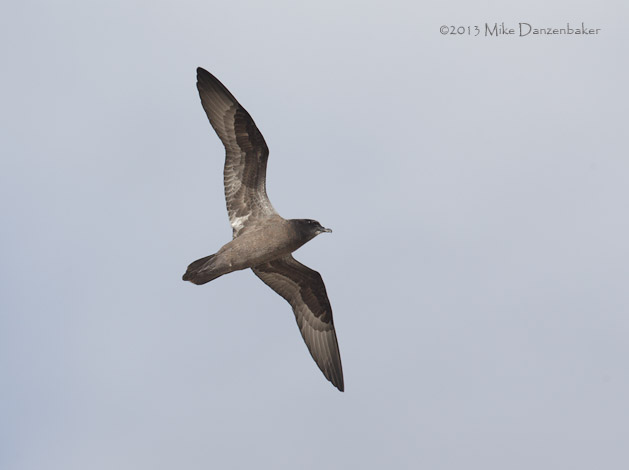 Henderson Petrel (Pterodroma atrata) photo