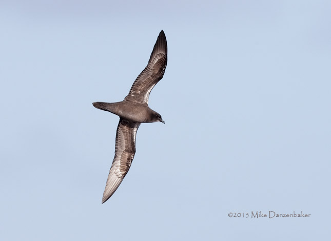 Henderson Petrel (Pterodroma atrata) photo