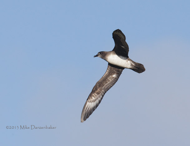 Herald Petrel (Pterodroma heraldica) photo