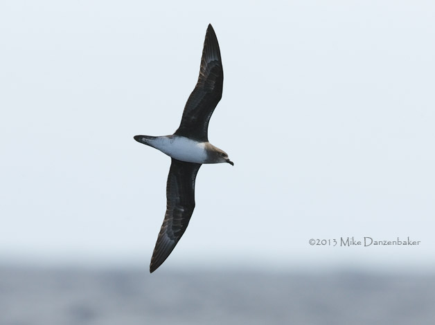 Herald Petrel (Pterodroma heraldica) photo