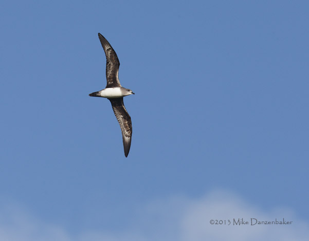 Herald Petrel (Pterodroma heraldica) photo