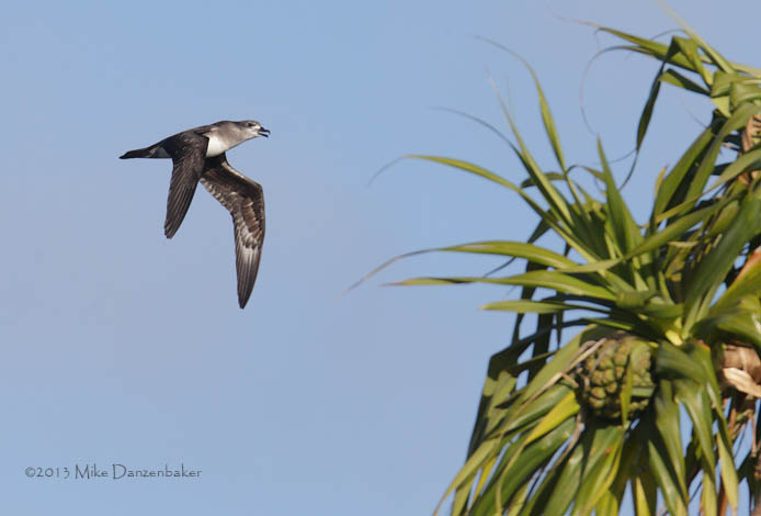 Herald Petrel (Pterodroma heraldica) photo