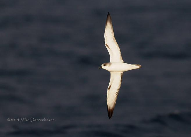 Juan Fernandez Petrel (Pterodroma externa) photo