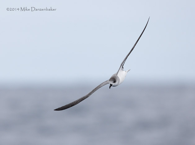 Juan Fernandez Petrel (Pterodroma externa) photo