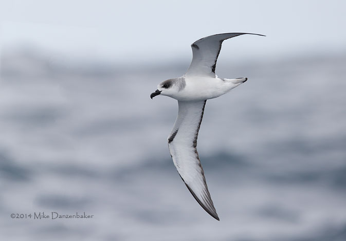 Juan Fernandez Petrel (Pterodroma externa) photo