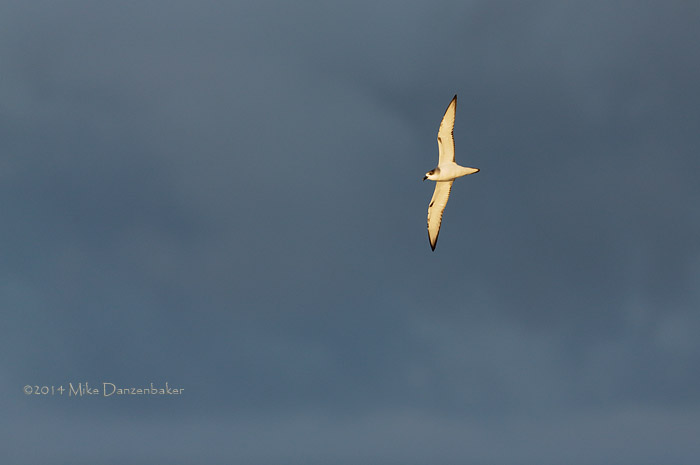 Juan Fernandez Petrel (Pterodroma externa) photo