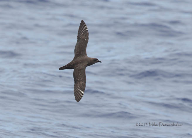 Kermadec Petrel (Pterodroma neglecta) photo