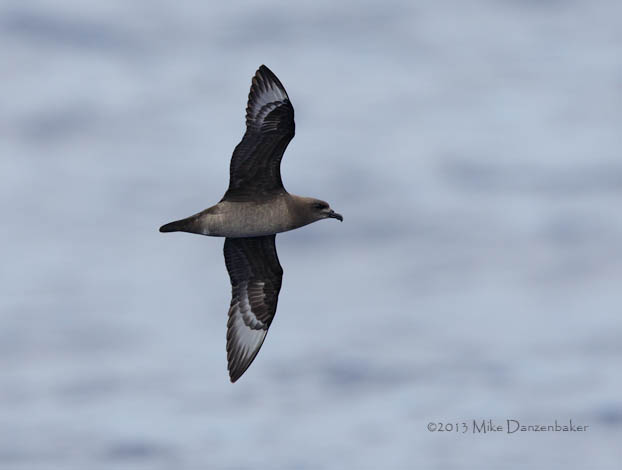 Kermadec Petrel (Pterodroma neglecta) photo