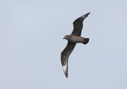 Kermadec Petrel (Pterodroma neglecta) photo