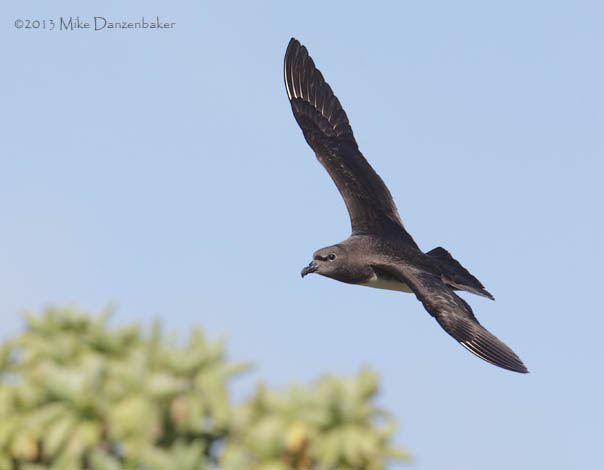Kermadec Petrel (Pterodroma neglecta) photo