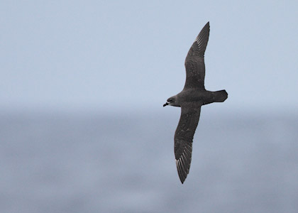 Kermadec Petrel (Pterodroma neglecta) photo