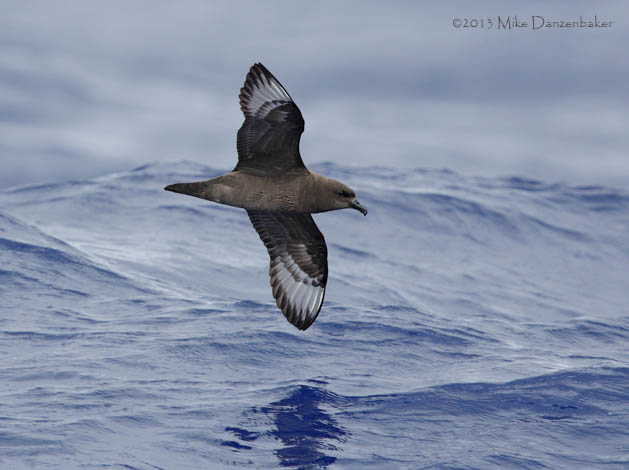 Kermadec Petrel (Pterodroma neglecta) photo