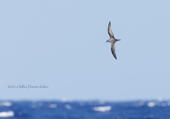 Mottled Petrel (Pterodroma inexpectata) photo