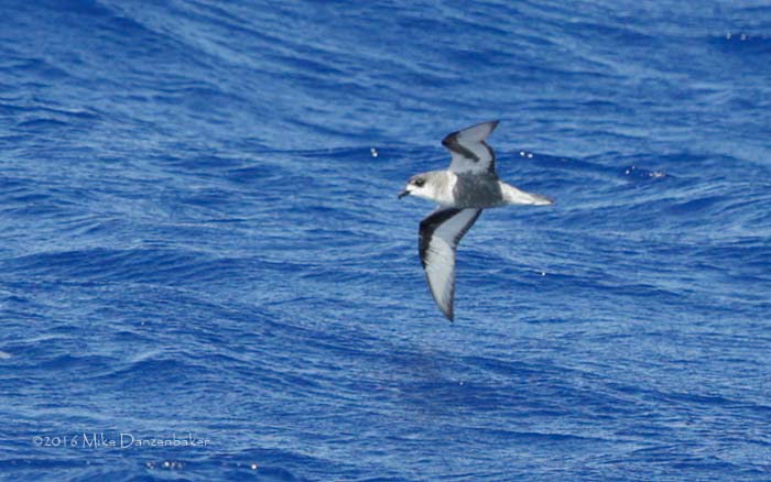 Mottled Petrel (Pterodroma inexpectata) photo