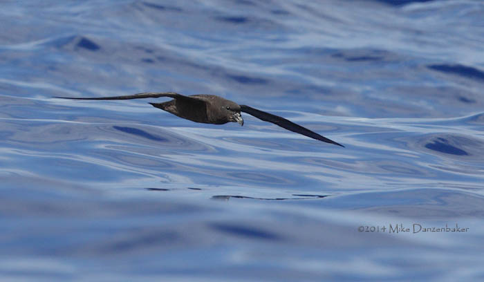 Mascarene Petrel (Pseudobulweria aterrima) photo