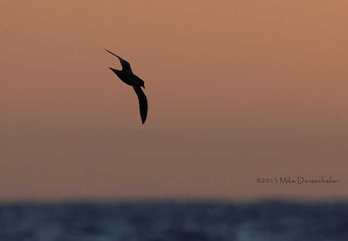 Murphy's Petrel (Pterodroma ultima) photo