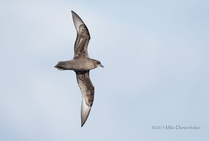 Murphy's Petrel (Pterodroma ultima) photo