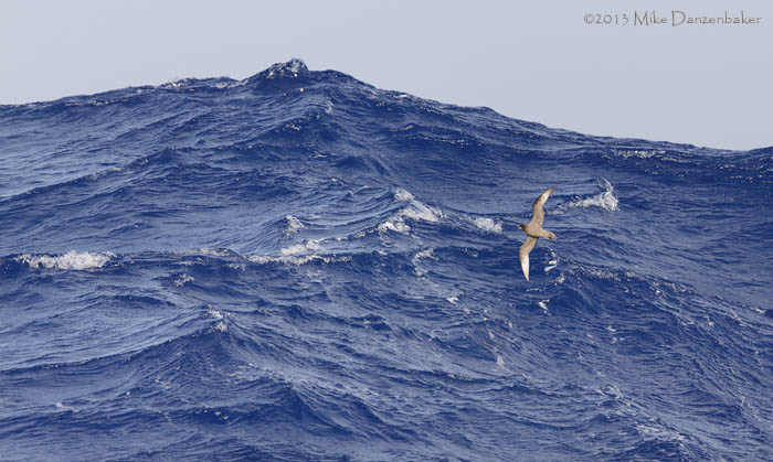 Murphy's Petrel (Pterodroma ultima) photo