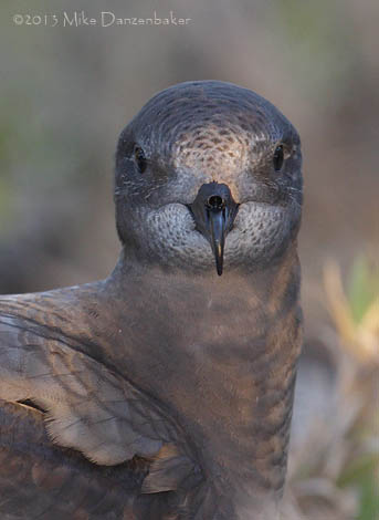 Murphy's Petrel (Pterodroma ultima) photo