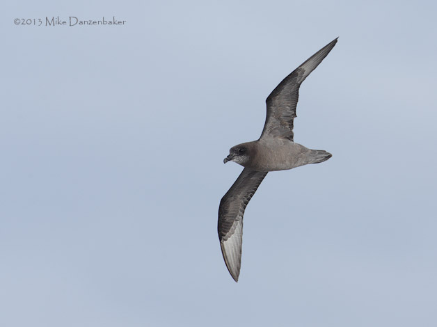 Murphy's Petrel (Pterodroma ultima) photo