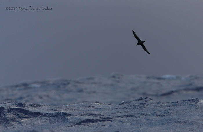 Murphy's Petrel (Pterodroma ultima) photo