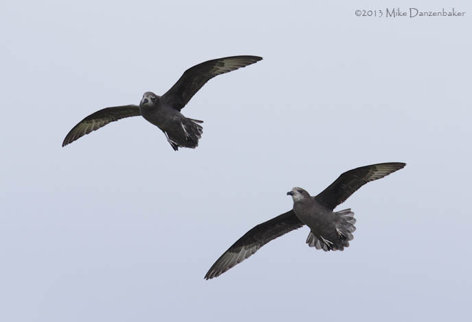 Murphy's Petrel (Pterodroma ultima) photo