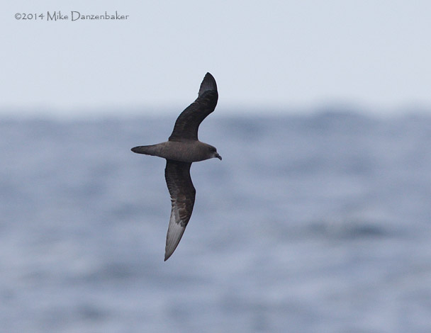 Murphy's Petrel (Pterodroma ultima) photo
