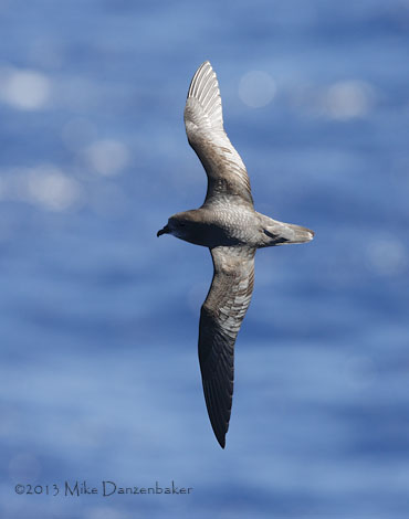 Murphy's Petrel (Pterodroma ultima) photo
