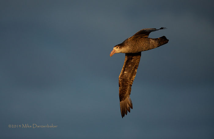 Northern Giant Petrel (Macronectes halli) photo