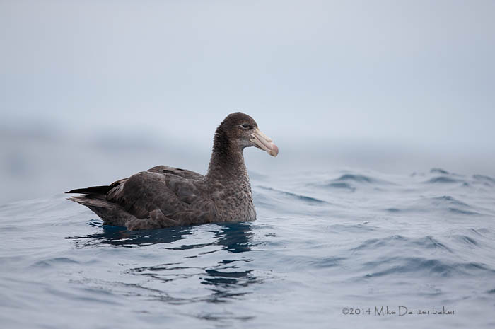 Northern Giant Petrel (Macronectes halli) photo