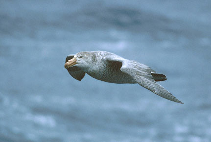 Northern Giant Petrel (Macronectes halli) photo image