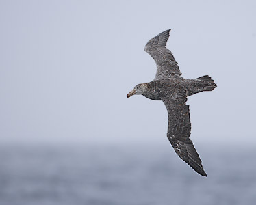 Northern (Hall's) Giant Petrel (Macronectes halli) photo