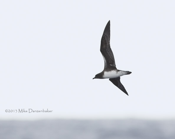 Phoenix Petrel (Pterodroma alba) photo