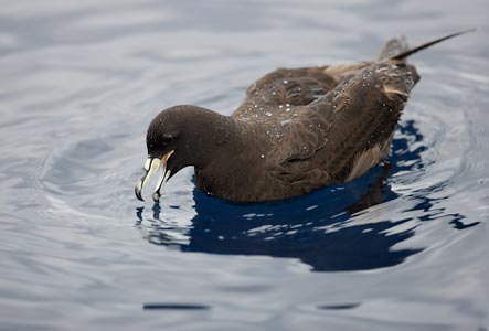 Black (Parkinson's) Petrel (Procellaria parkinsoni) photo