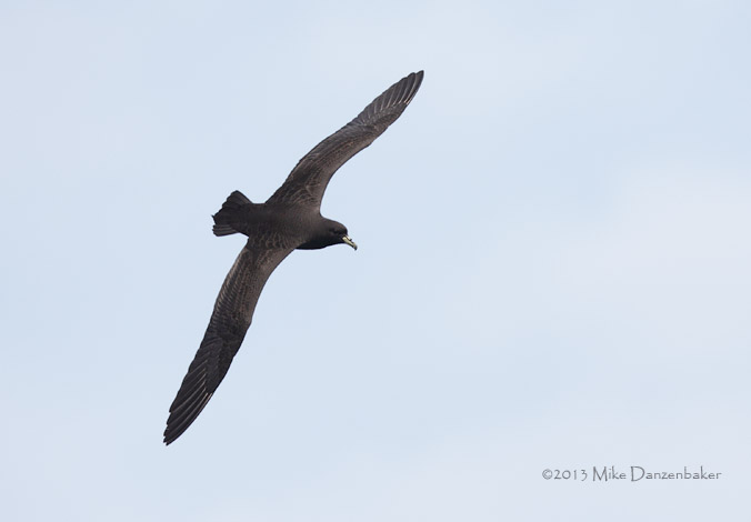 Black Petrel (Procellaria parkinsoni) photo