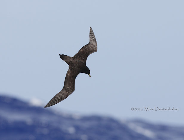 Black Petrel (Procellaria parkinsoni) photo