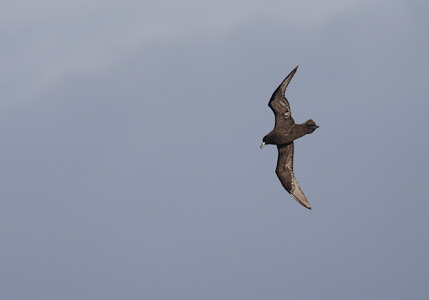 Black (Parkinson's) Petrel (Procellaria parkinsoni) photo