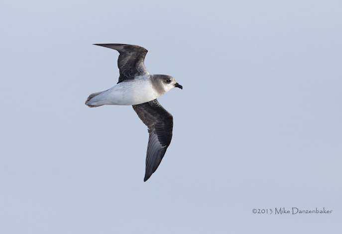 Soft-plumaged Petrel (Pterodroma mollis) photo