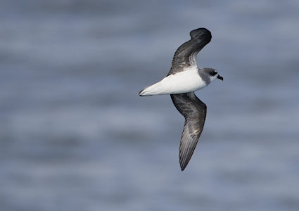 Soft-plumaged Petrel (Pterodroma mollis) photo