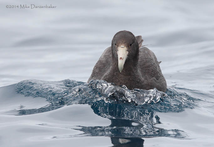 Southern Giant Petrel (Macronectes giganteus) photo