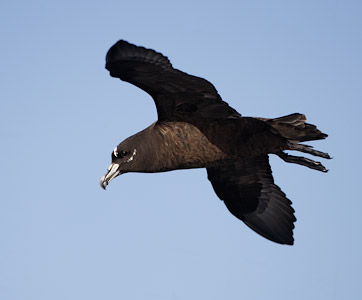Spectacled Petrel (Procellaria conspicillata) photo