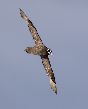 Spectacled Petrel (Procellaria conspicillata) photo