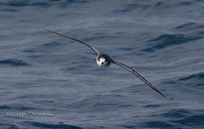 Stejneger's Petrel (Pterodroma longirostris) photo