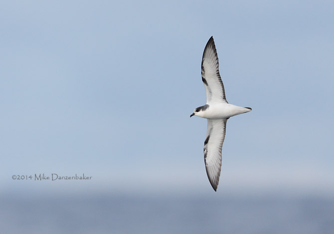Stejneger's Petrel (Pterodroma longirostris) photo