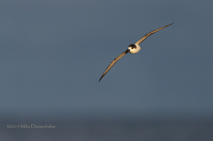 Stejneger's Petrel (Pterodroma longirostris) photo
