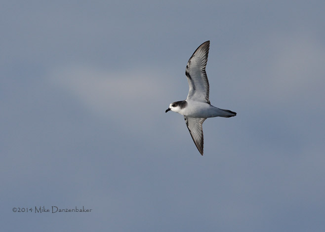 Stejneger's Petrel (Pterodroma longirostris) photo